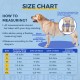 Dog Double Elbow Shoulder Brace