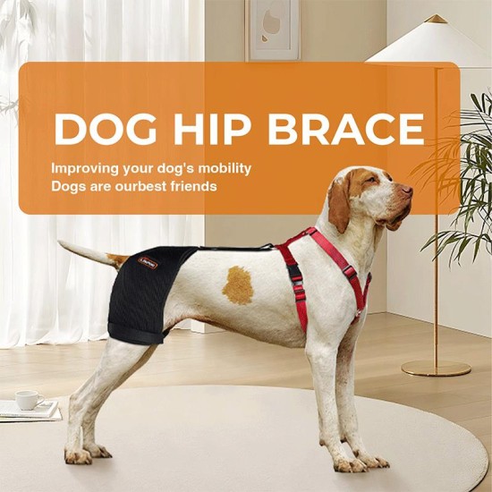 Labrador Dog Hip Brace
