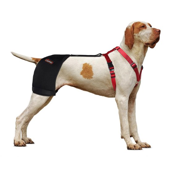 Labrador Dog Hip Brace