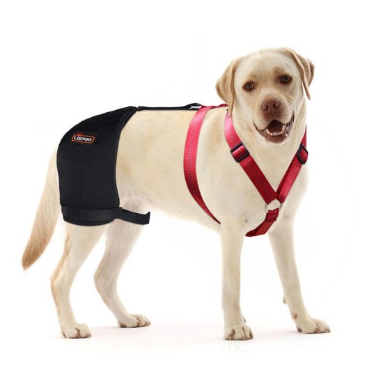 Labrador Dog Hip Brace