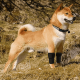 Extra Supportive Dog Carpal Brace