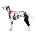 Dog Knee Brace for Torn Acl Leg