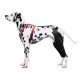 Dog Knee Brace for Torn Acl Leg