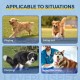 Dog Torn Acl Brace