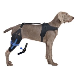 Dog Torn Acl Brace