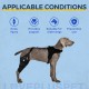 Dog Torn Acl Brace