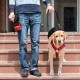 Hip Brace for Dogs with Hip Dysplasia