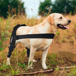  Labrador Dog Double Hind Legs Support Brace